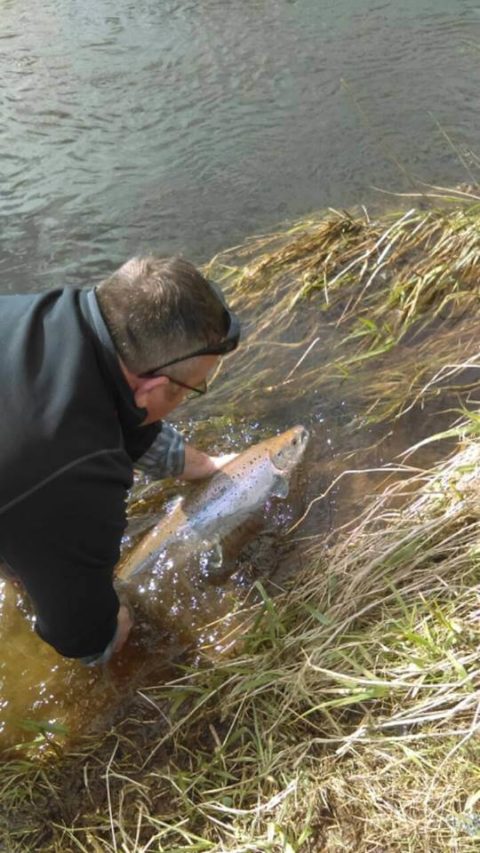 Spring salmon