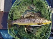 Corrib cold but fishing picks up as Duck Fly starts trout