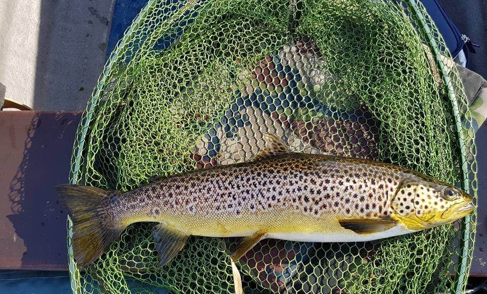 trout
