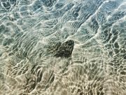 Irish Angling Update – 29 March 2017 Donegal bay flounder