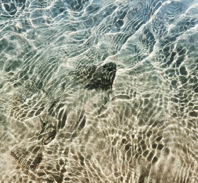 Donegal bay flounder