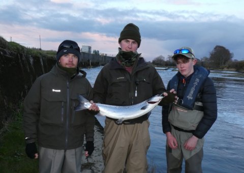 salmon
