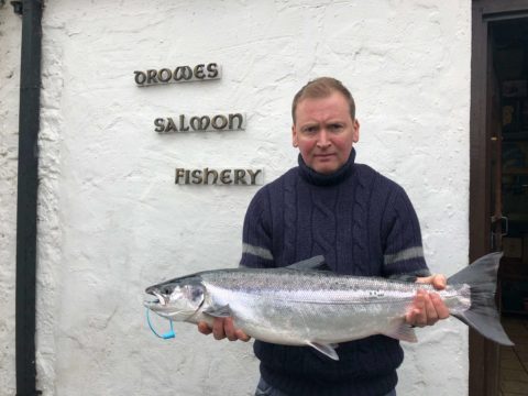 salmon
