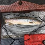 Gary fish in net