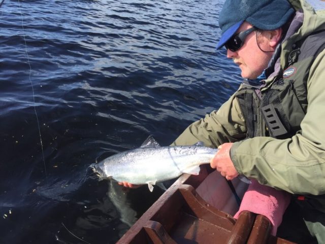 Spring salmon