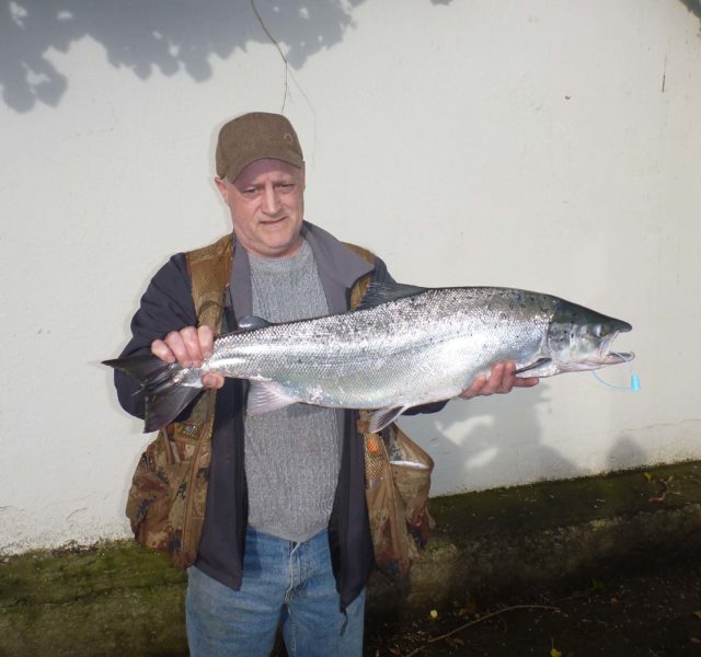 spring salmon