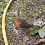Robin February 22 2018 005