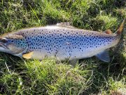 Huge trout for pike angler on the Erne trout