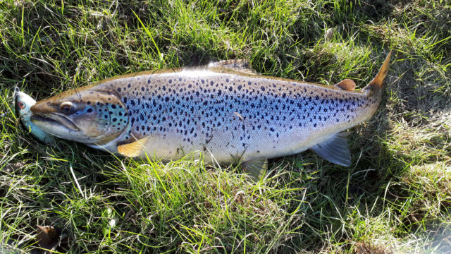 trout