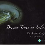brown-trout-in-ireland