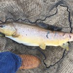 Trout