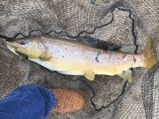 Monster trout for pike angler on Blessington trout