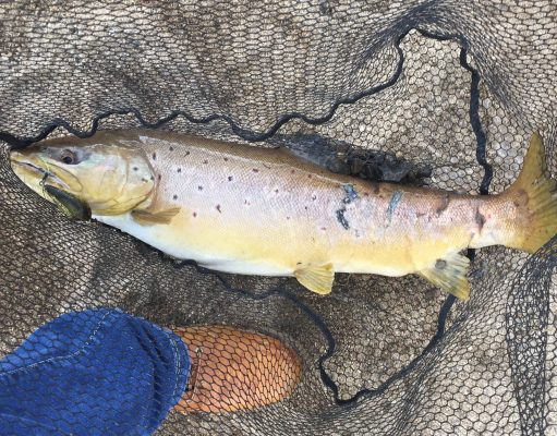 trout