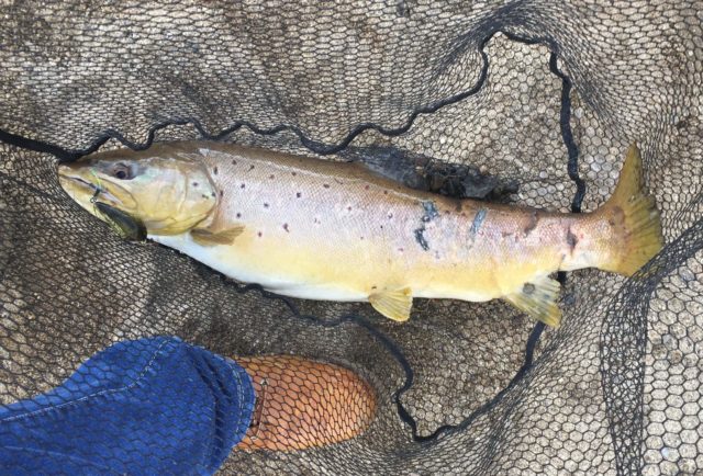 Trout trout