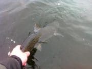 Canal in Offaly is the place to be for tench and bream Catch and release