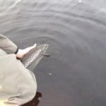 release two