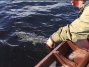 Double figure salmon to over 17lb reported from Lough Currane releasing a salmon