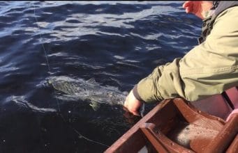 releasing a salmon