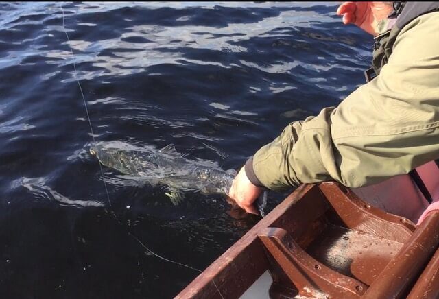 releasing a salmon