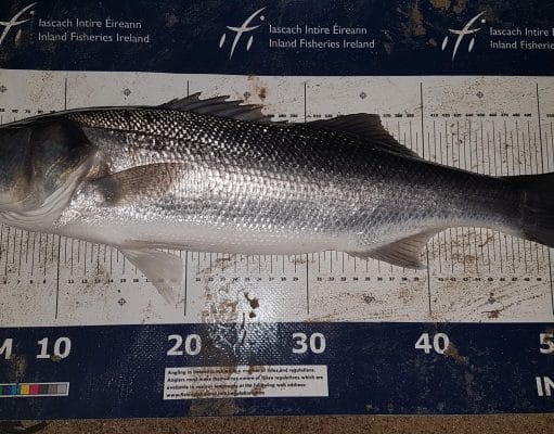 New research indicates pike in Irish waters have changed their diet bass