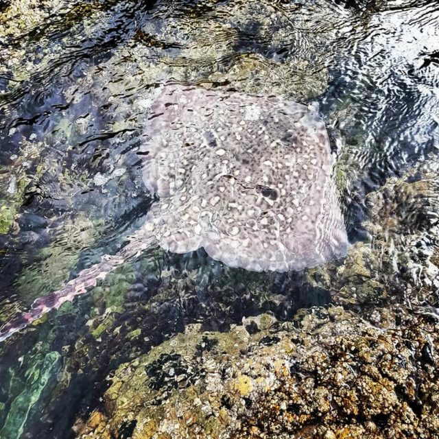 ray
