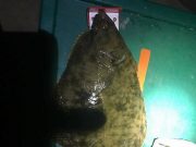Great fishing for junior anglers on canal at Tullamore Flounder