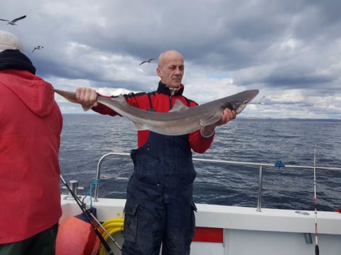 Alan Kelly with a specimen spurdog from Galway Bay 