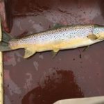 Andrew Brown’s fish