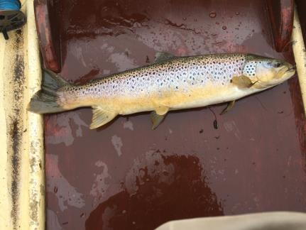 A trout caught on a Sooty Dabbler in Chambers by Andrew Brown, Dublin