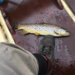 Andrew’s fish
