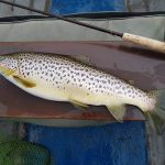 A well-fed Corrib wild brown trout caught this week (C&R, photo Larry McCarthy)