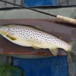 A well-fed Corrib wild brown trout caught this week (C&R, photo Larry McCarthy)