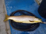 Duckfly hatches in full swing on Corrib A lovely Corrib trout taken on duckfly (C&R)