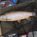 Daire Coyle’s near 10lb trout