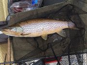 Big trout for pike angler on Lough Key trout