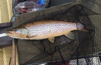 Big trout for pike angler on Lough Key trout