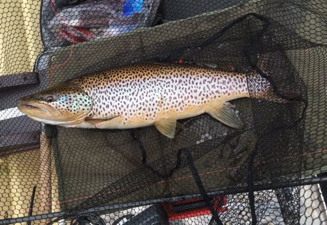 trout