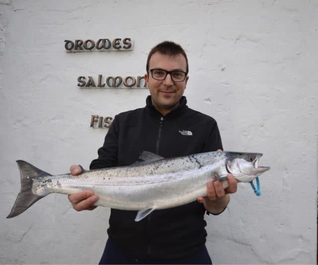 spring salmon