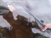 catch and release