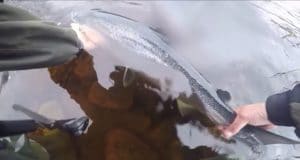 catch and release