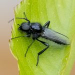 Duckfly