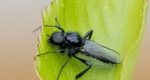 Duckfly