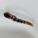 Duckfly (buzzer) nymph