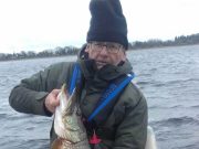 Good piking on Ree ahead of International Festival pike