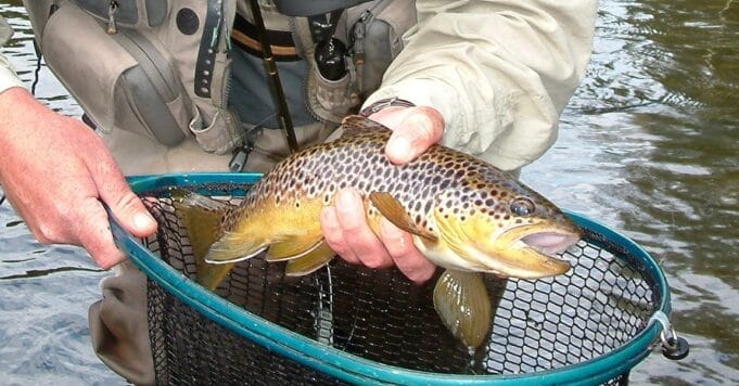 Trout fishing on the River Liffey Ireland