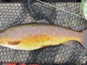 Sea trout on Moy Estuary continues to improve