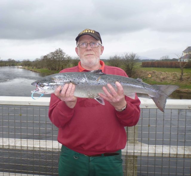 salmon