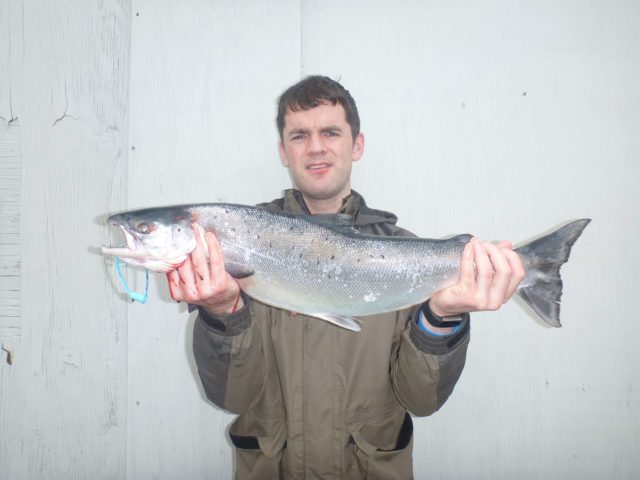 salmon
