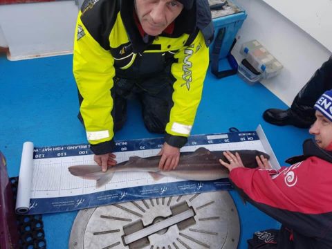 Spurdog are one of the species for which length-based specimens can be claimed. A clear photo on a measuring mat, like these ones available from Inland Fisheries Ireland, is perfect. 