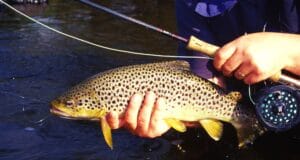 Brown trout fishing Ireland